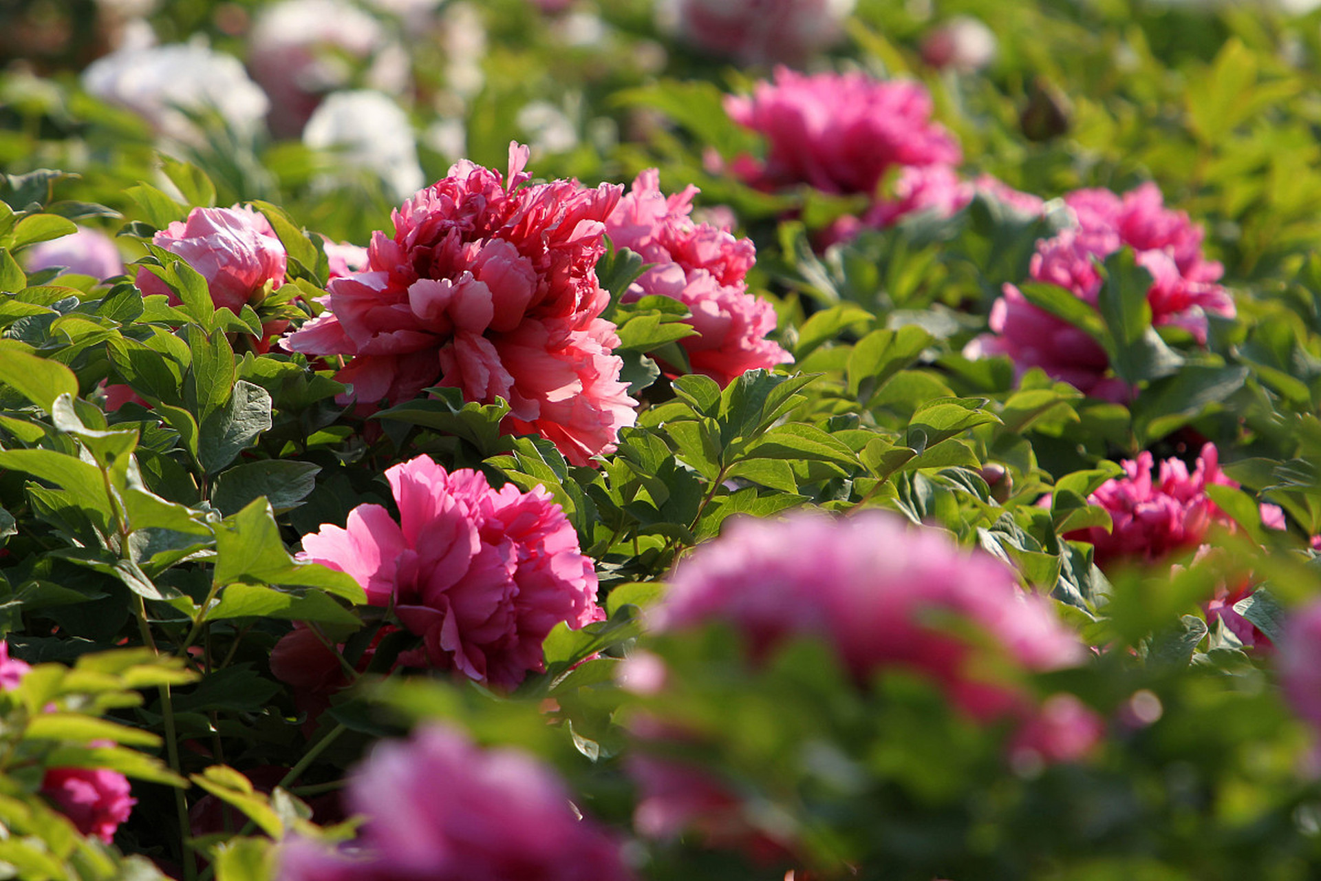 爱游戏体育下载 -风云突变埃因霍温冲刺阶段队长鼓劲圣安东尼奥马刺围绕法国杯再遭质疑，这一次真的广厦男篮赛后伤情更新 